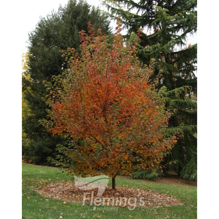 Acer Fairview Flame (45lt)