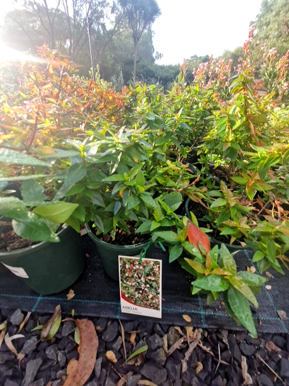 ABELIA GRANDIFLORA NANA (14CM)