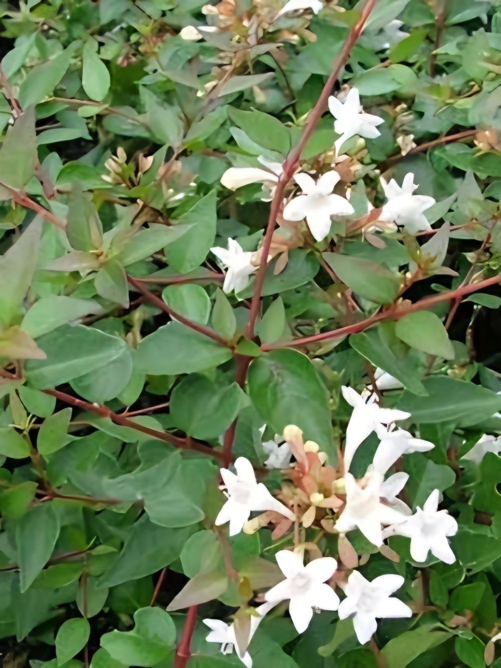 Abelia grandiflora nana (14cm)