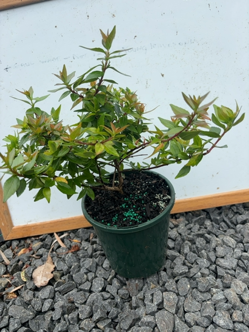 ABELIA GRANDIFLORA NANA (14CM)