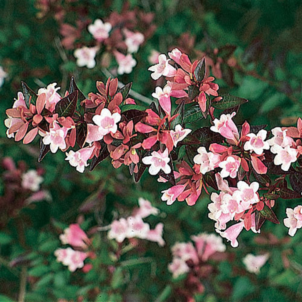 ABELIA GRANDIFLORA NANA (14CM)