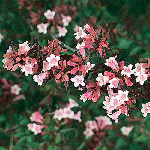 ABELIA GRANDIFLORA NANA (14CM)
