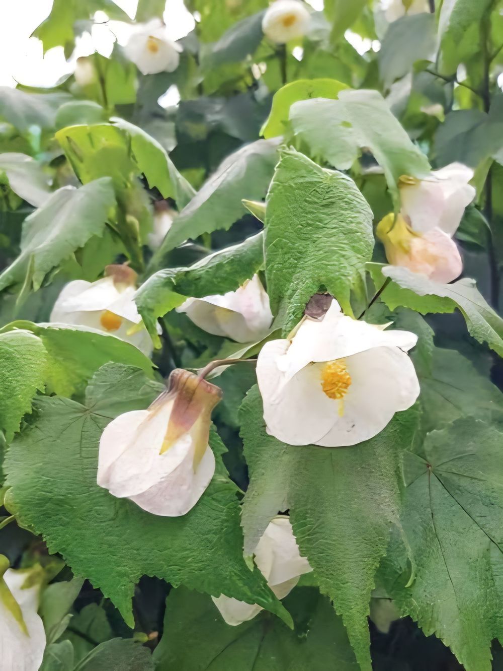 Abutilon Boule de Neige (17cm)