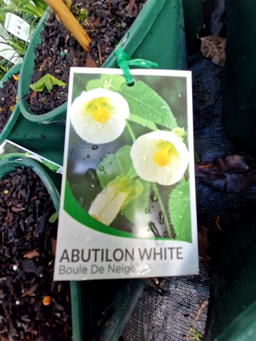 ABUTELON BOULE DE NEIGE (17CM)