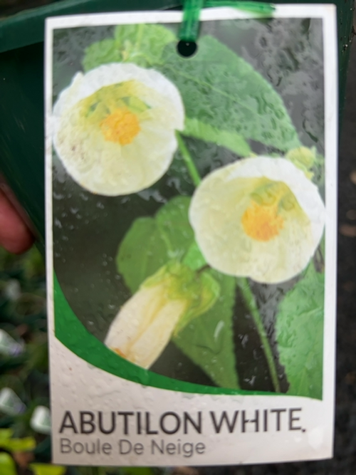 Abutilon Boule de Neige (17cm)