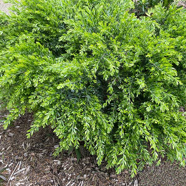 ACACIA HONEY BUN (20CM)