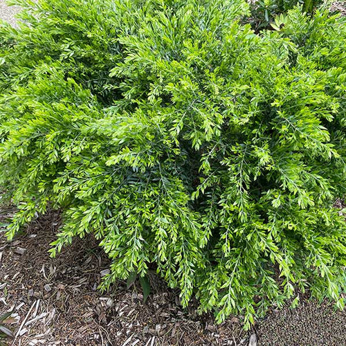 ACACIA HONEY BUN (20CM)