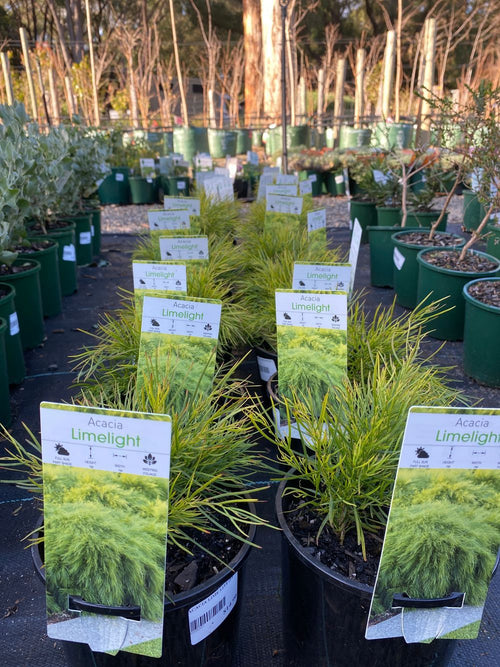 Acacia cognata Limelight (14cm)