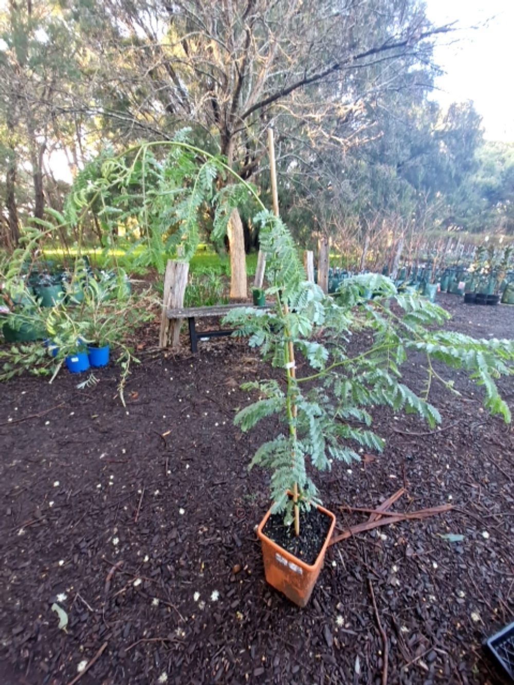 ACACIA SPECTABILIS MUDGIE WATTLE (6LT)