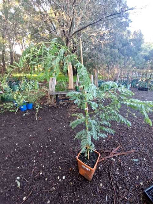 ACACIA SPECTABILIS MUDGIE WATTLE (6LT)