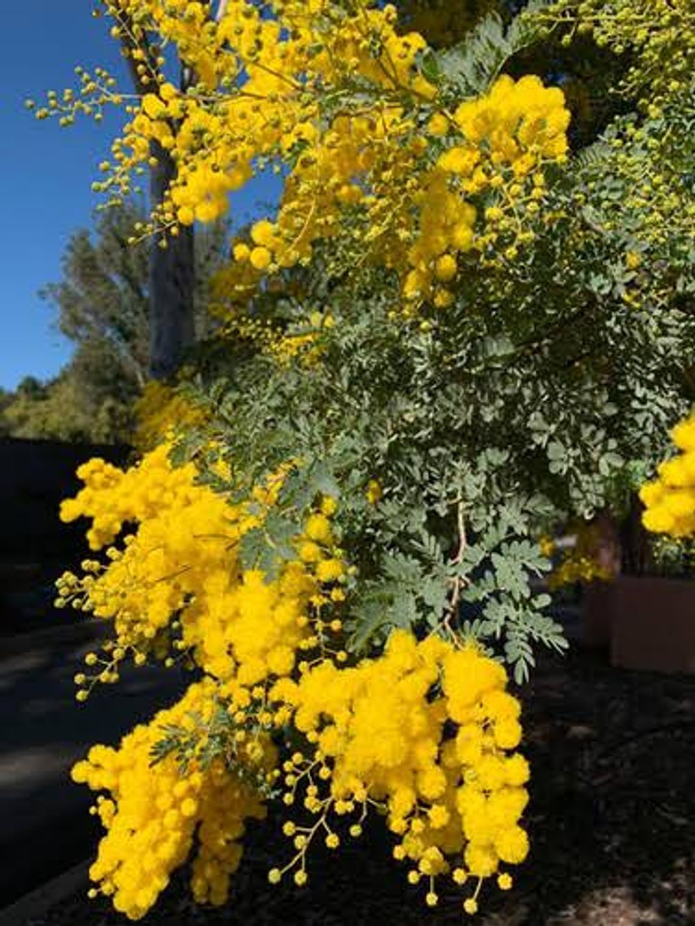 Acacia spectabilis Mudge Wattle (6lt)