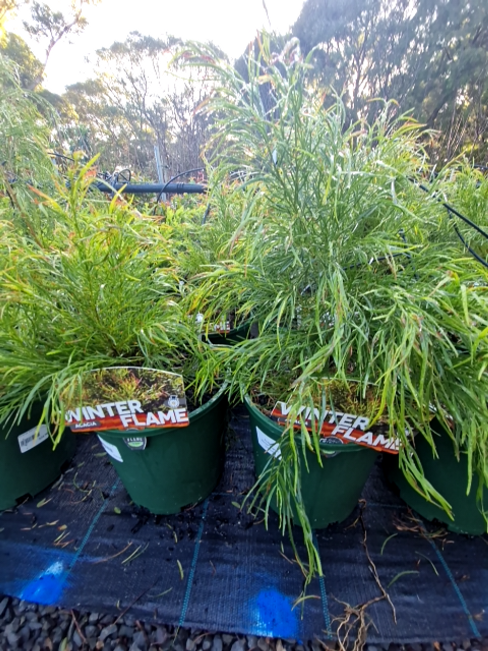 ACACIA WINTER FLAME (20CM)