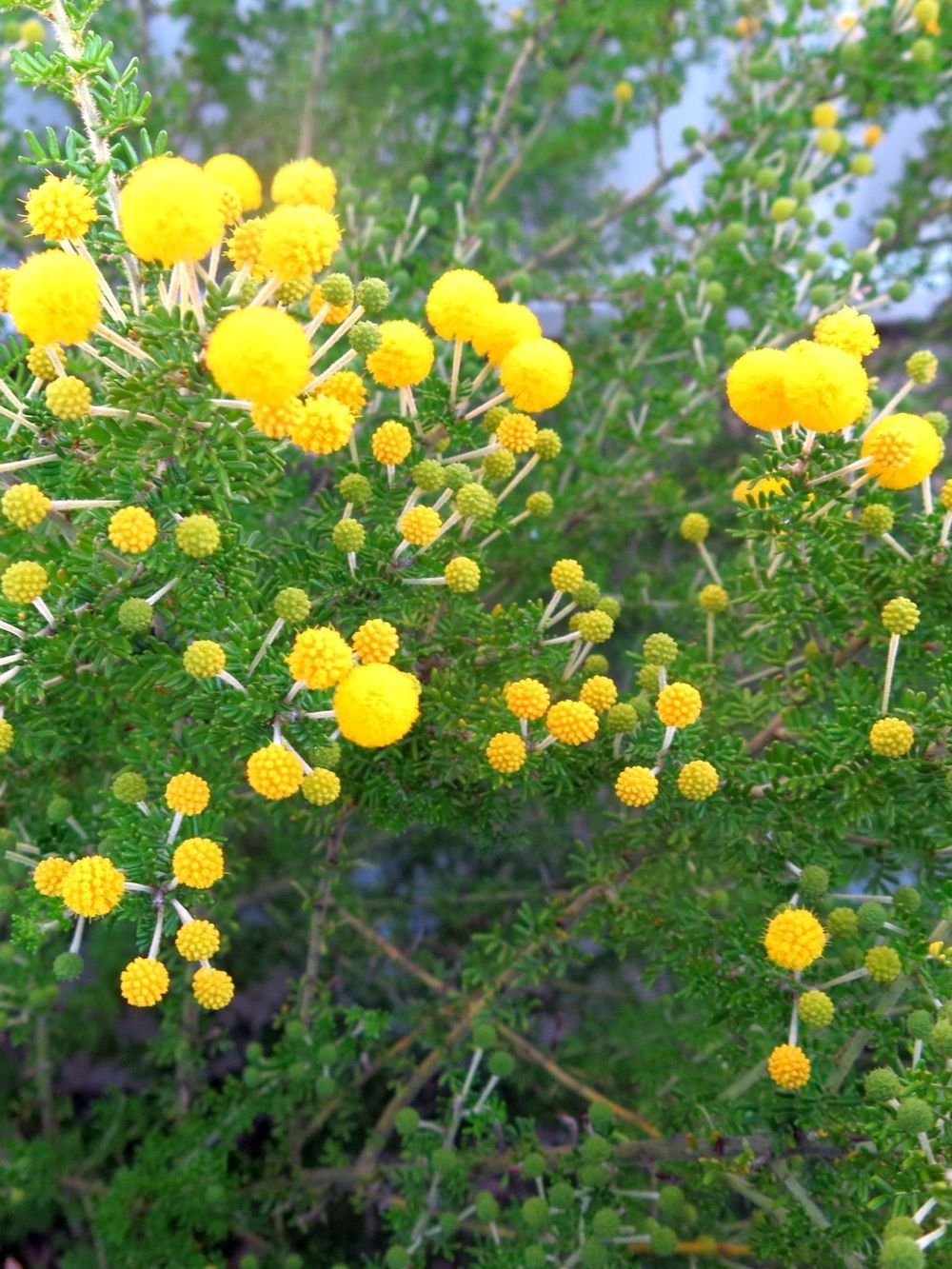 Acacia Lasiocarpa Prostrate Form (14cm)