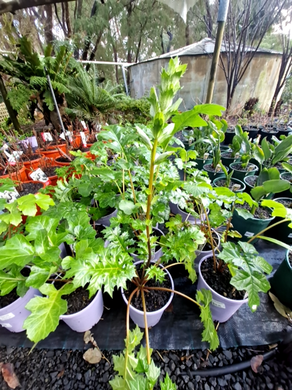 ACANTHUS MOLLIS OYSTER PLANT (17CM)