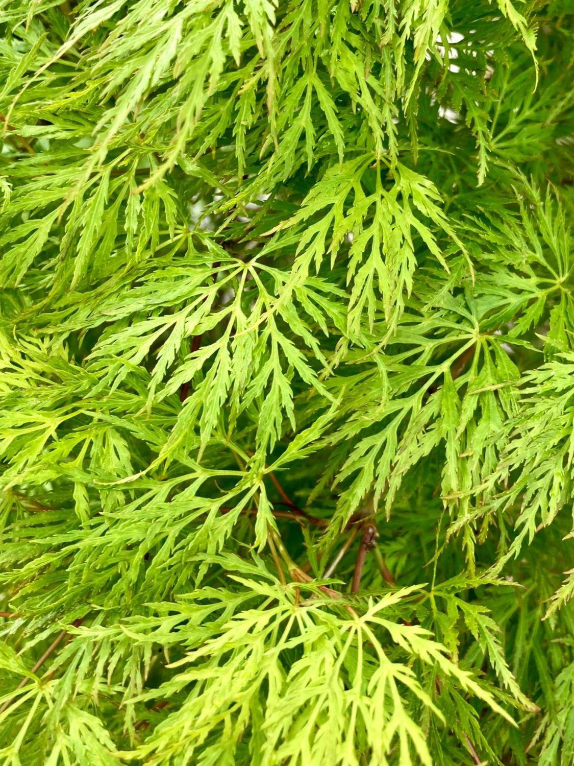 Acer palmatum Dissectum Emerald Lace 1.2M Tall Standard (35lt)