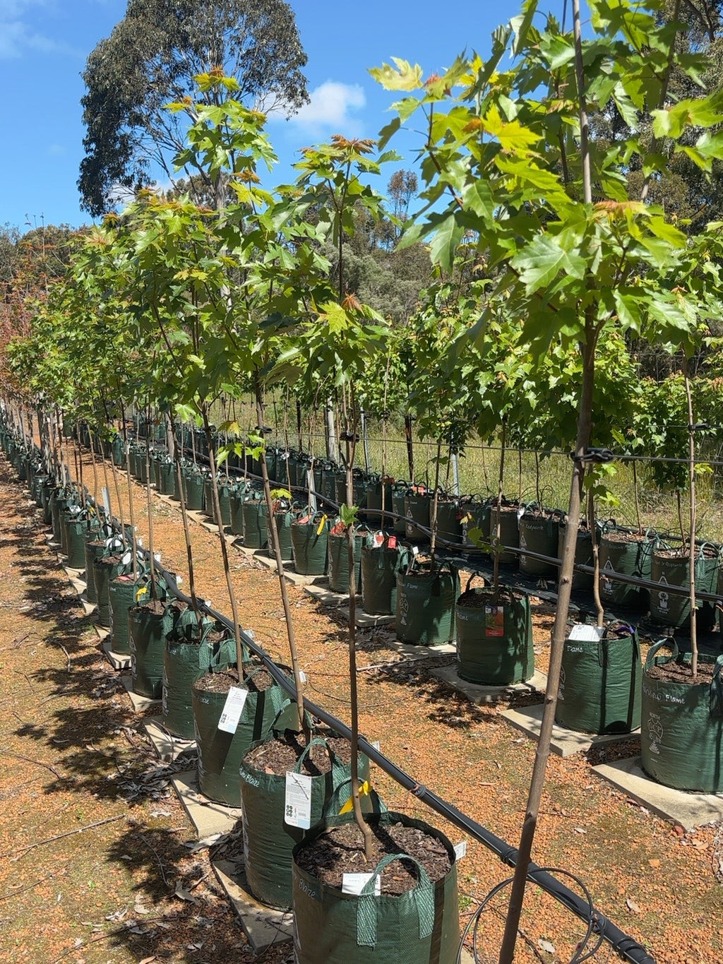 Acer  Autumn Blaze (45lt)