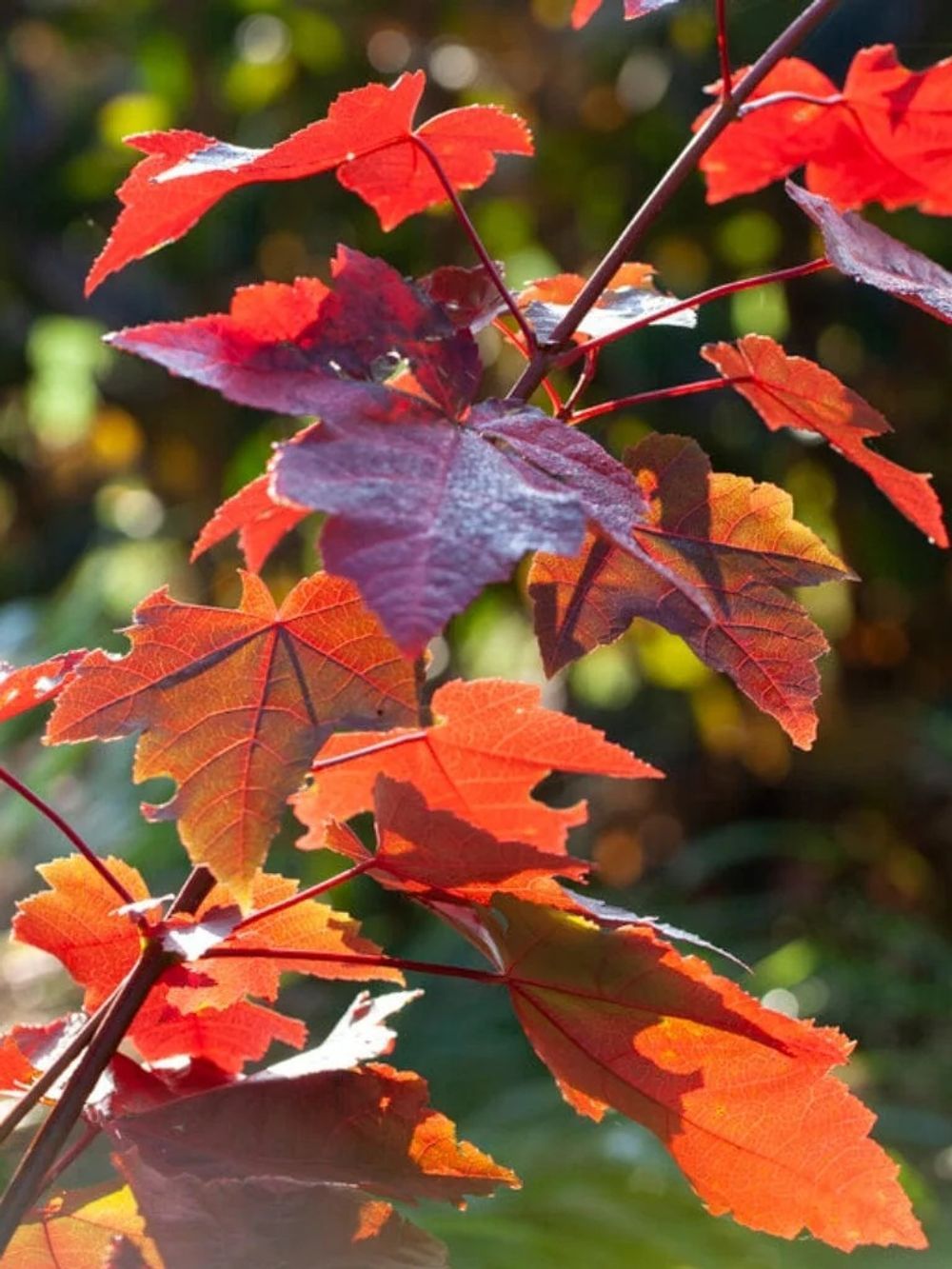 Acer Maple Canadian Maple Rubrum (45lt)