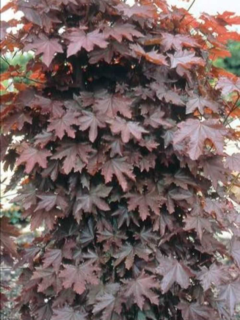 Acer Maple Crimson Sentry (45lt)