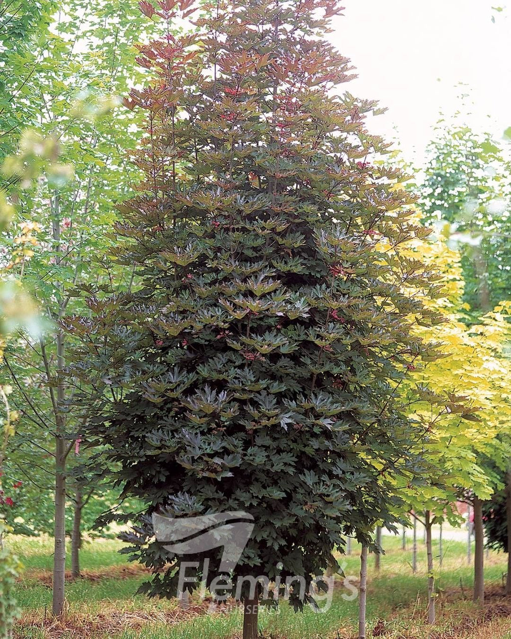 Acer Crimson Sentry (45lt)