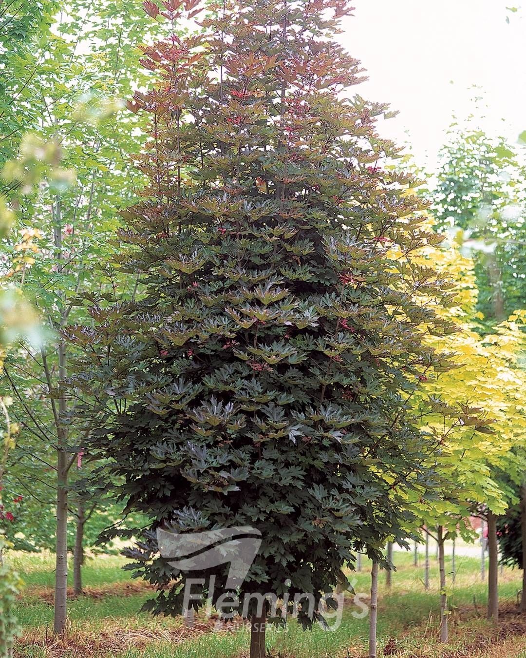 Acer Crimson Sentry (45lt)