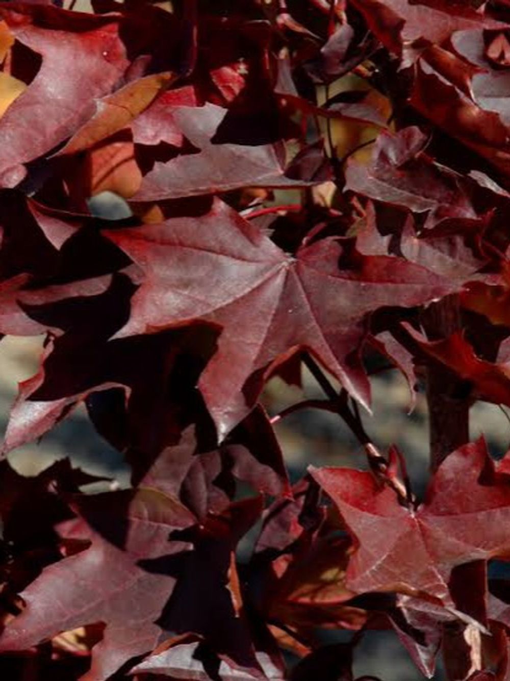 Acer Maple Crimson Sunset (45lt)