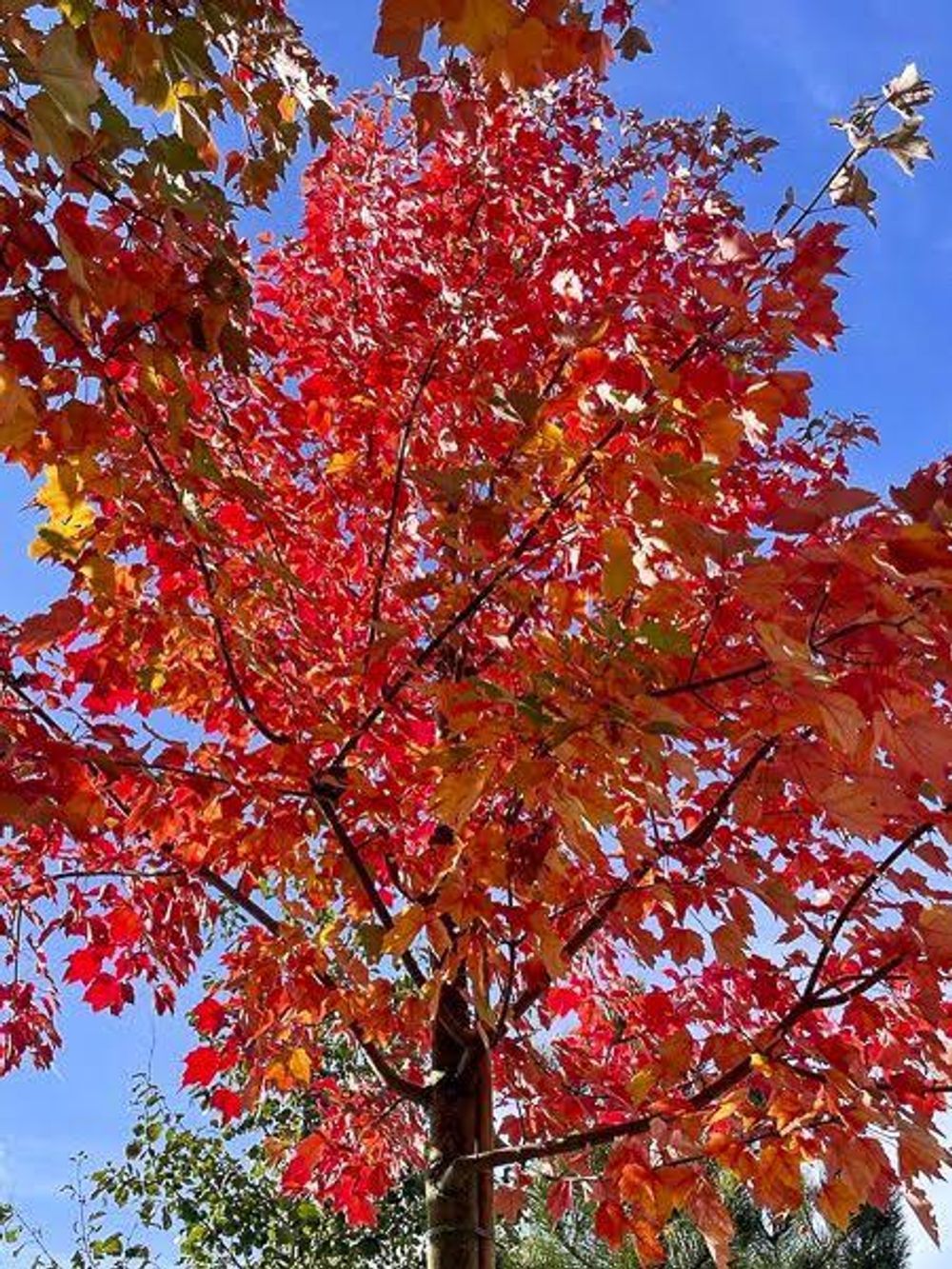 ACER MAPLE FAIRVIEW FLAME (45LT)