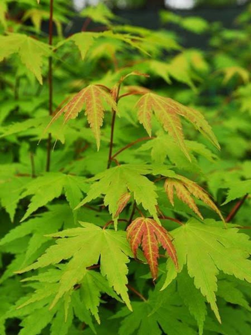 ACER MAPLE JAPANESE GREEN (25LT)