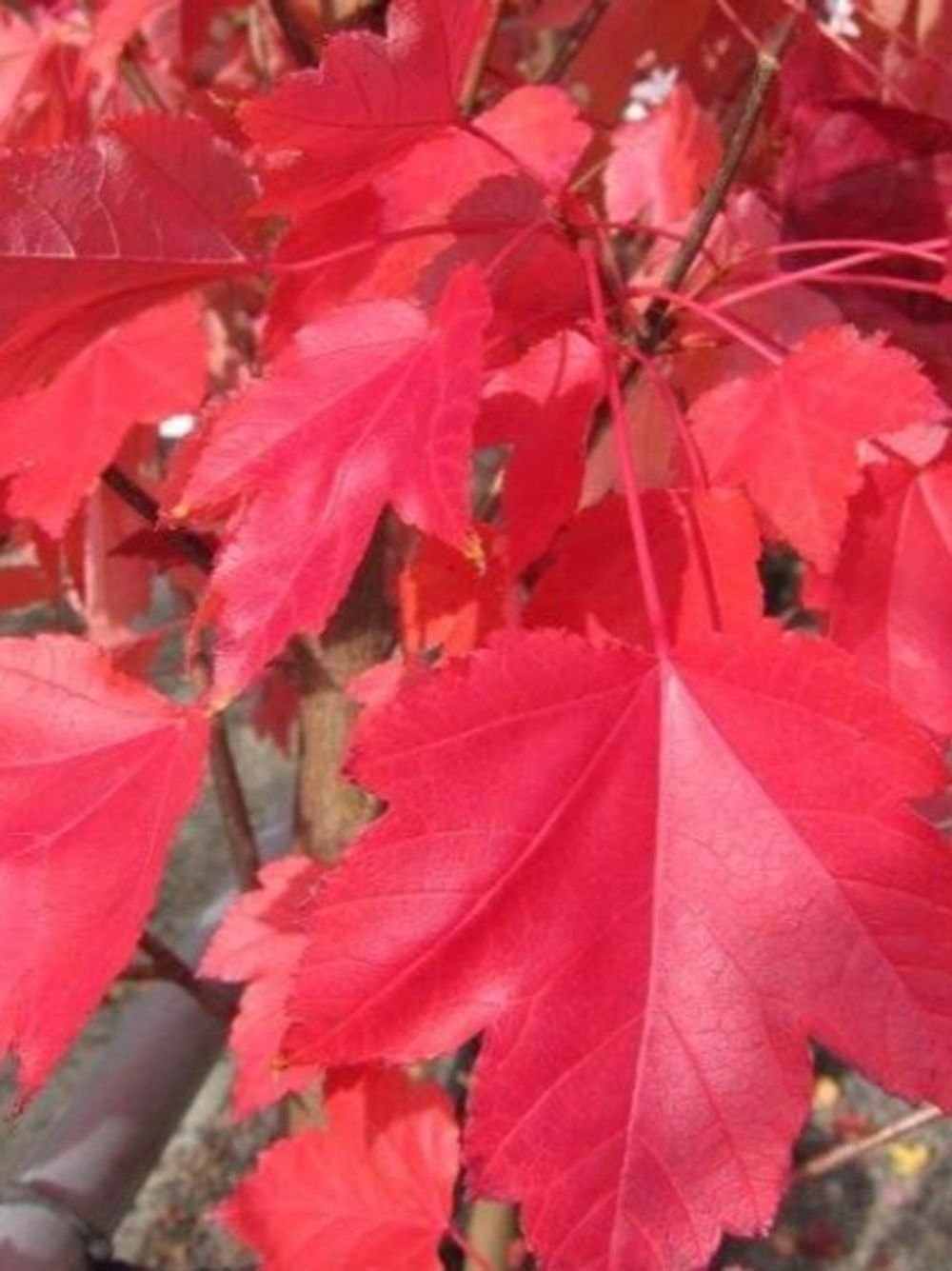 ACER MAPLE OCTOBER GLORY (45LT)