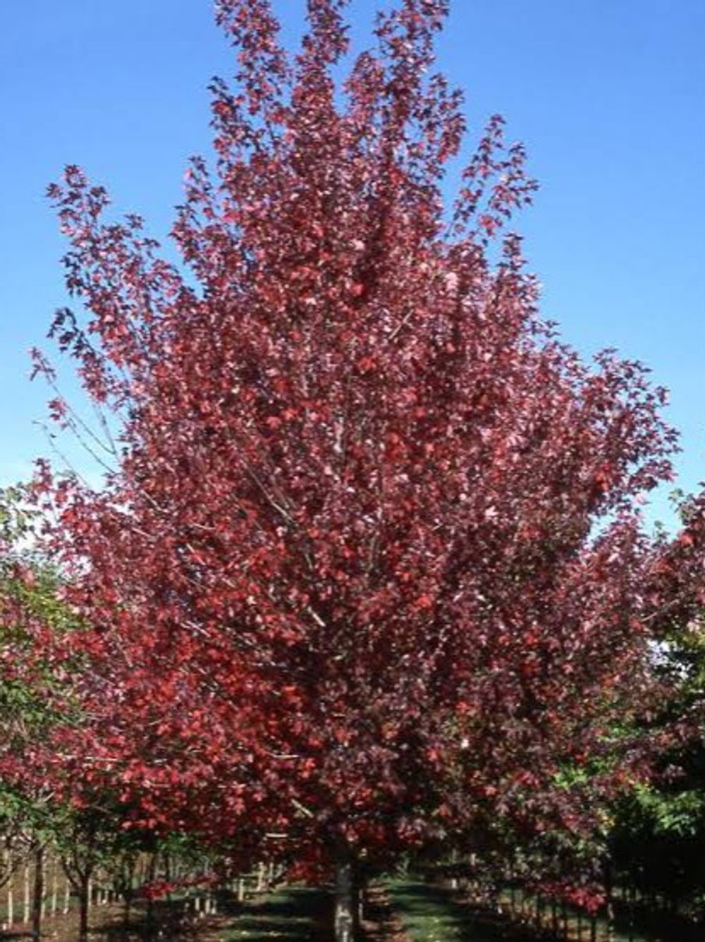 ACER MAPLE RED POINT FRANK JNR (45LT)