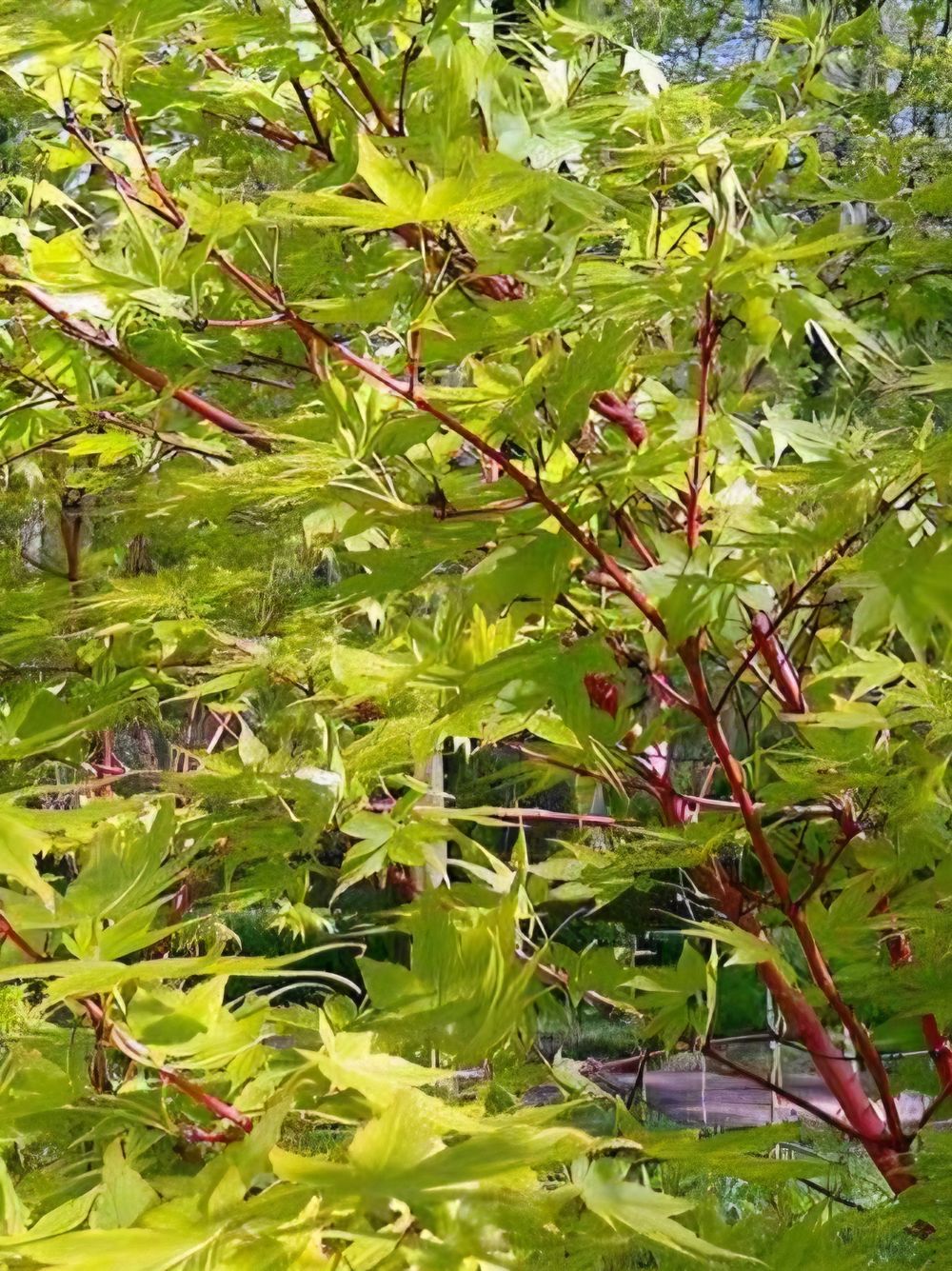 Acer palmatum Sango Kaku Coral Bark (35lt)