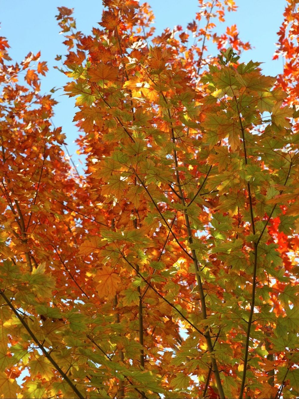 ACER MAPLE SCARLET SENTINEL (45LT)