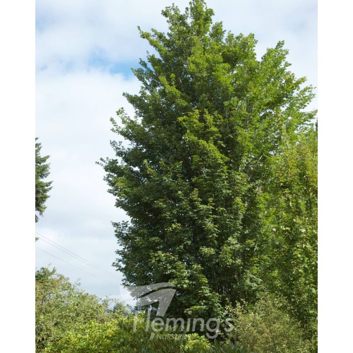 Acer Scarsen Scarlet Sentinel (45lt)