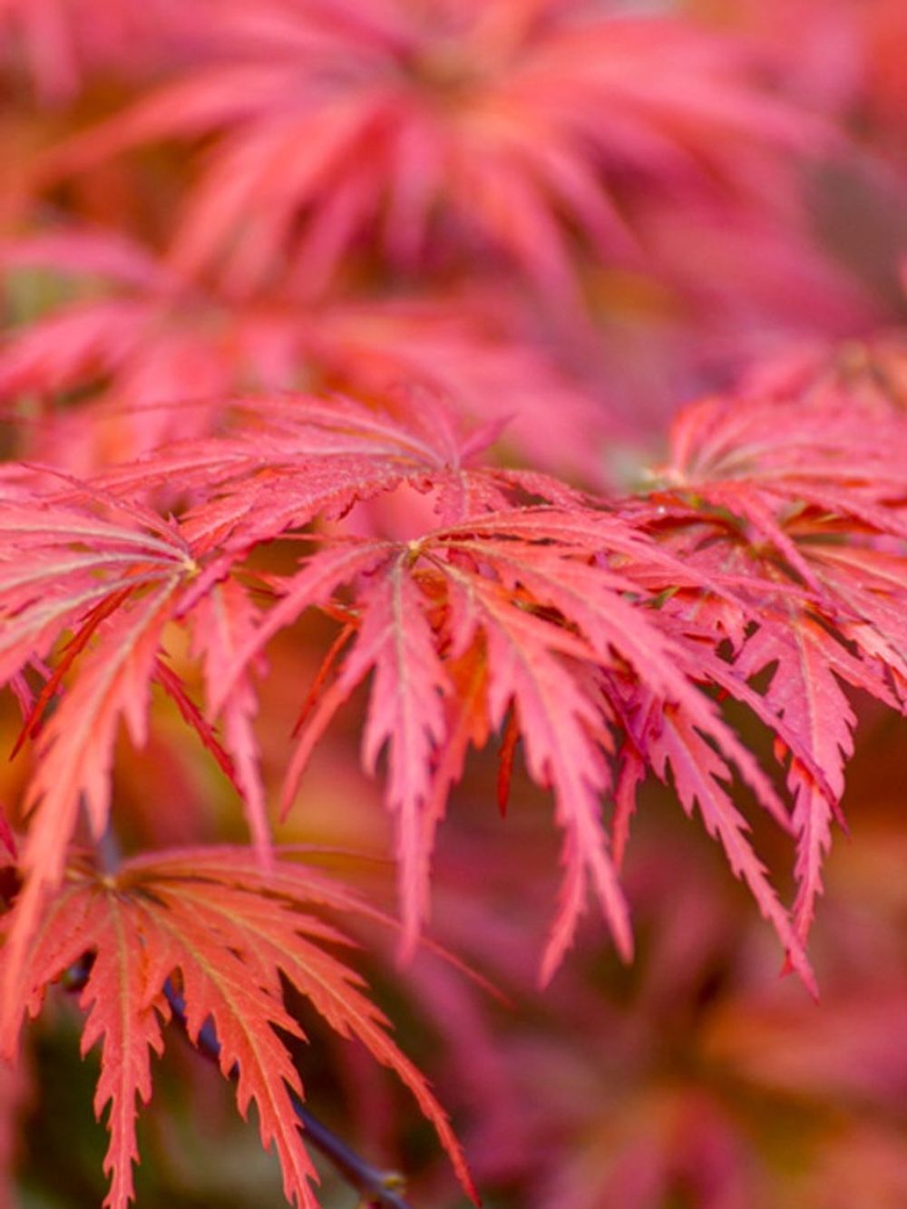 ACER MAPLE SEIRYU (35LT)