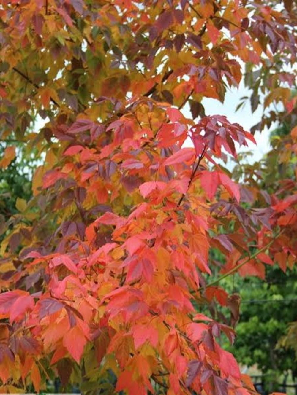 ACER MAPLE SENSATION NEGUNDO (35LT)