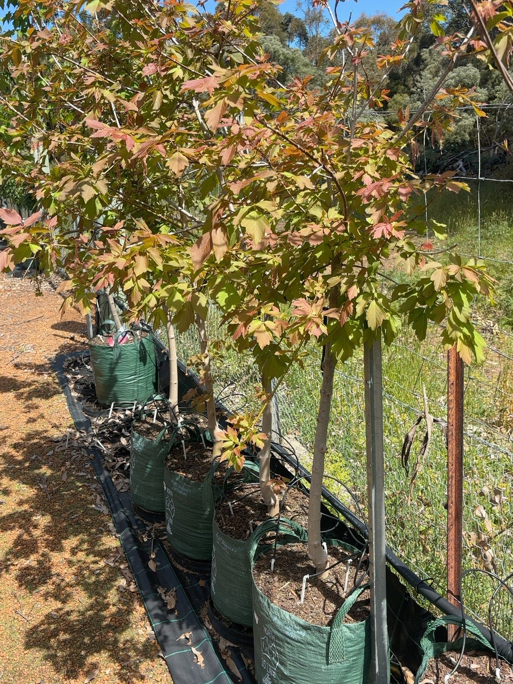 Acer negundo Sensation (35lt)