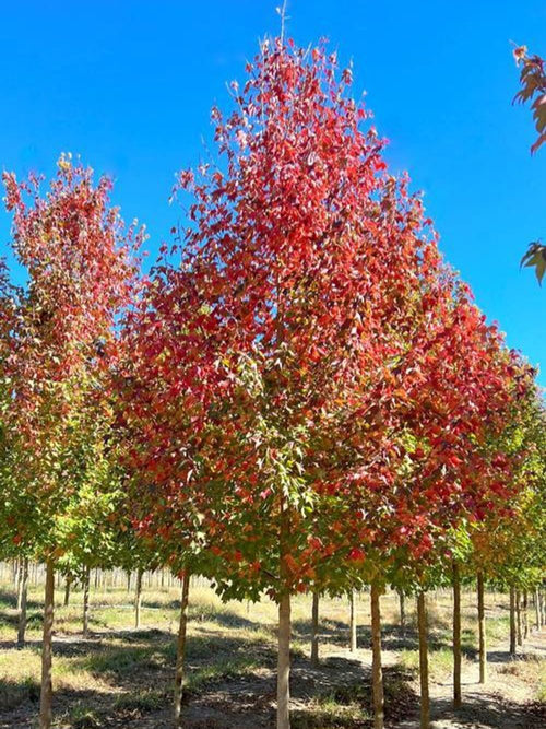 ACER MAPLE TRIDENT MAPLE (45LT)