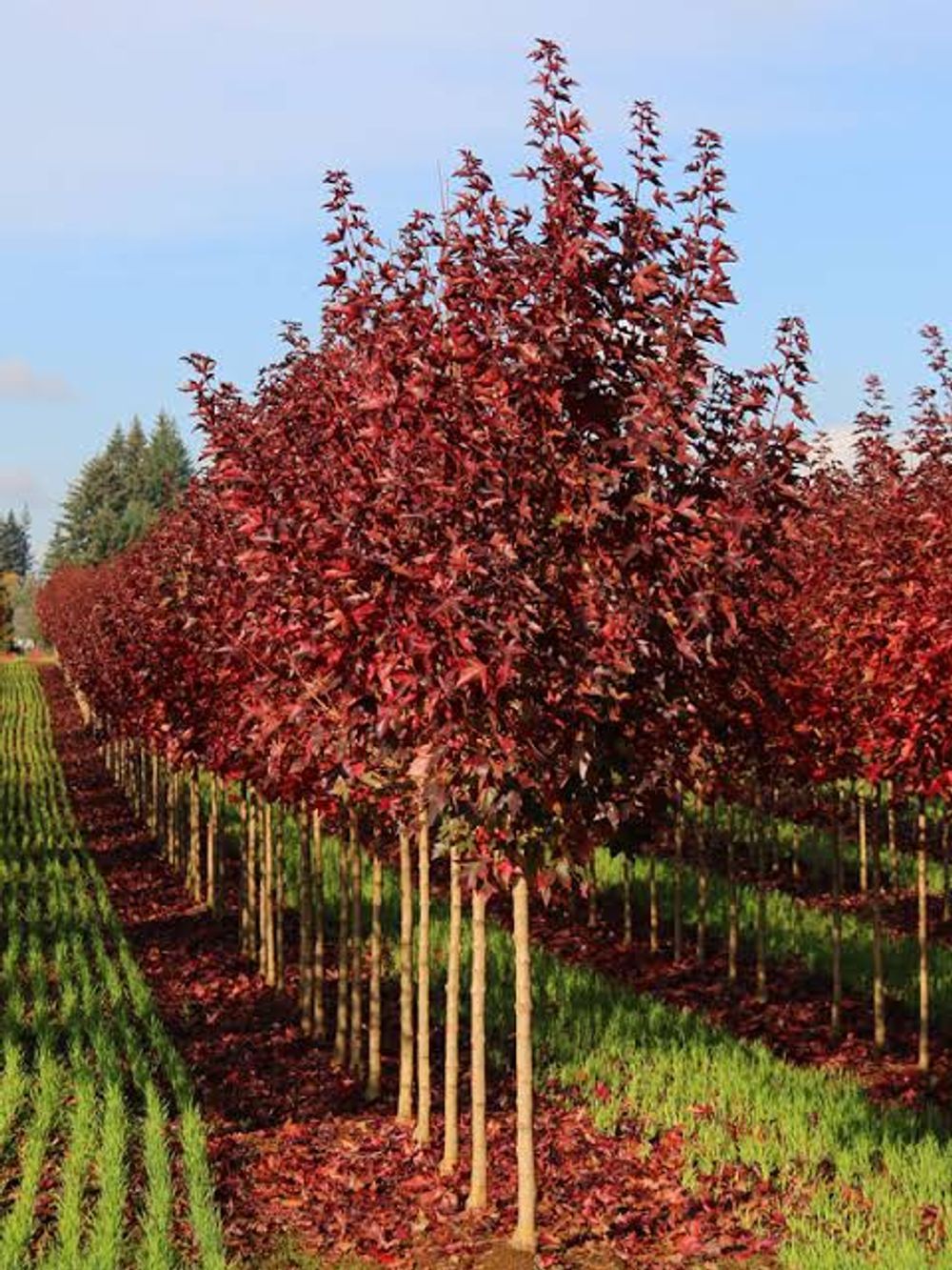 Acer truncatum x platanoides Urban Sunset (45lt)