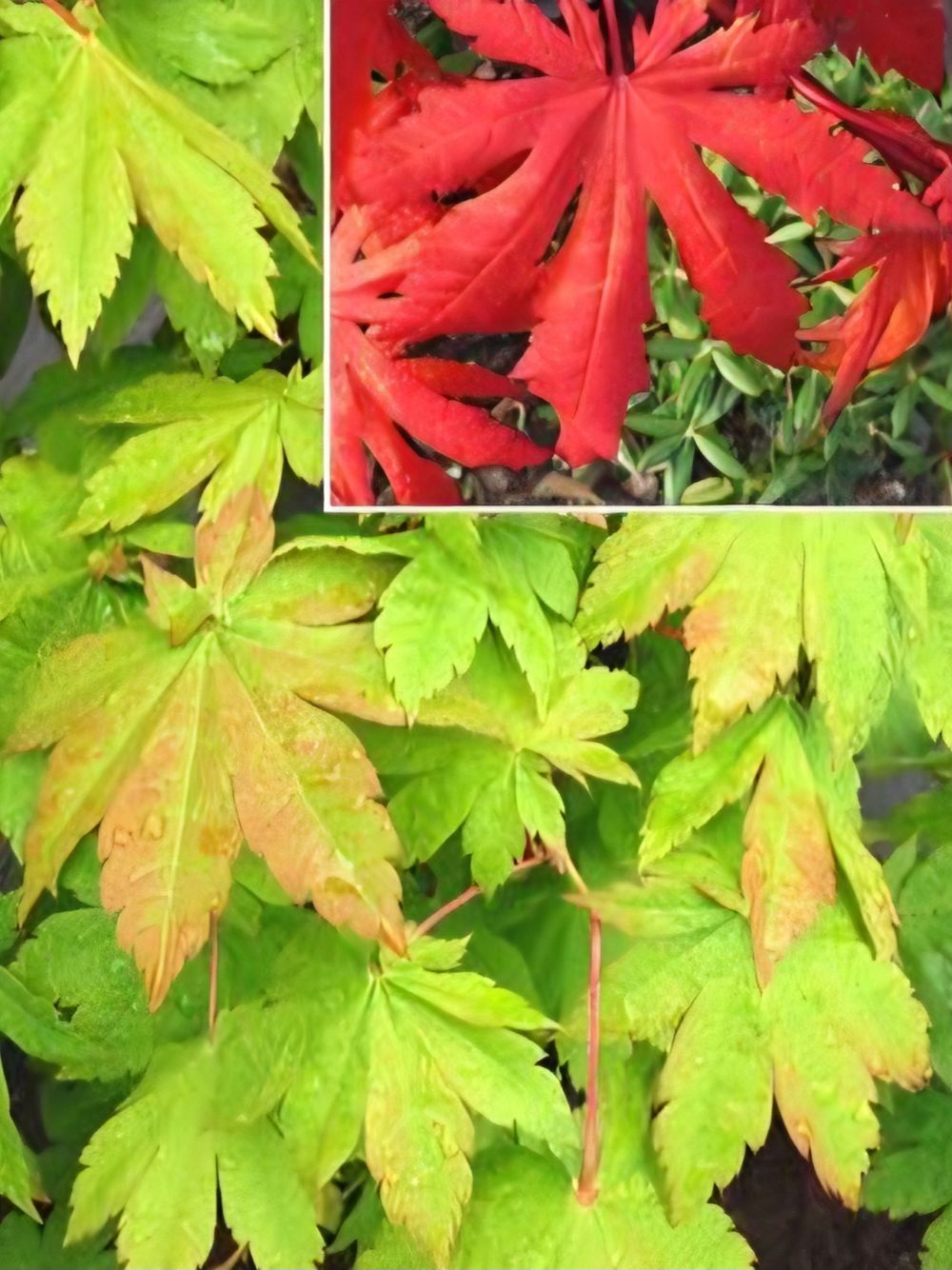Acer japonicum Vitifolium Full Moon Maple Tree (25lt)