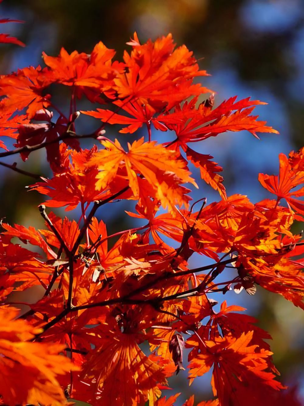Acer japonicum Vitifolium Full Moon Maple Tree (25lt)