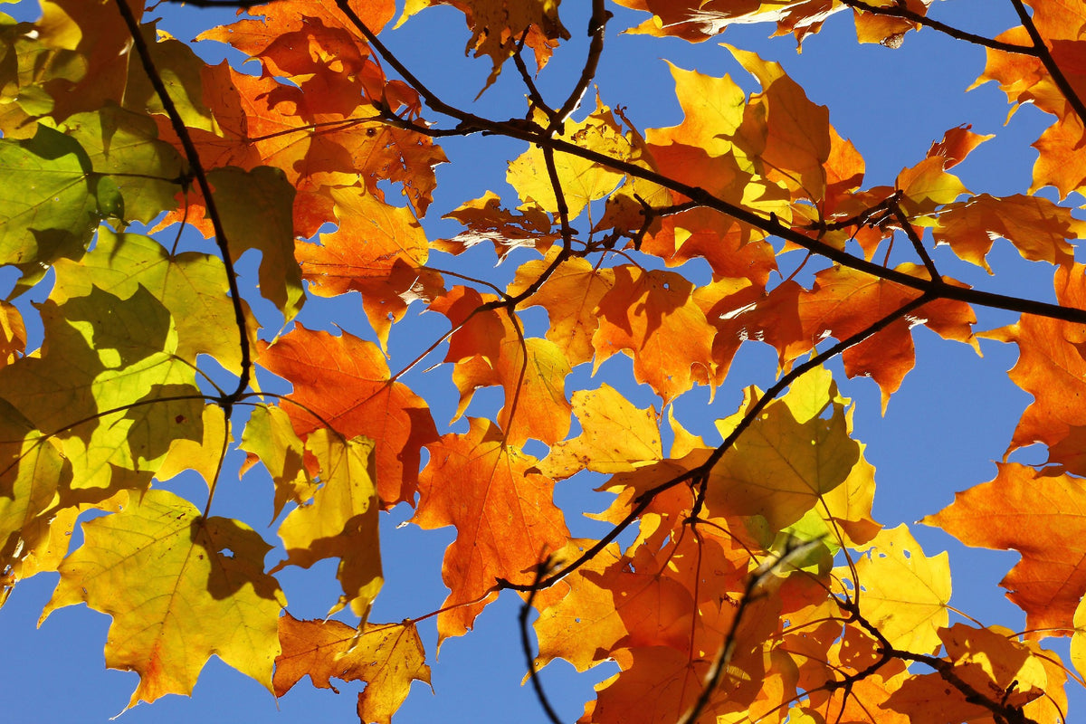 Acer saccharum Sugar Maple (25lt)