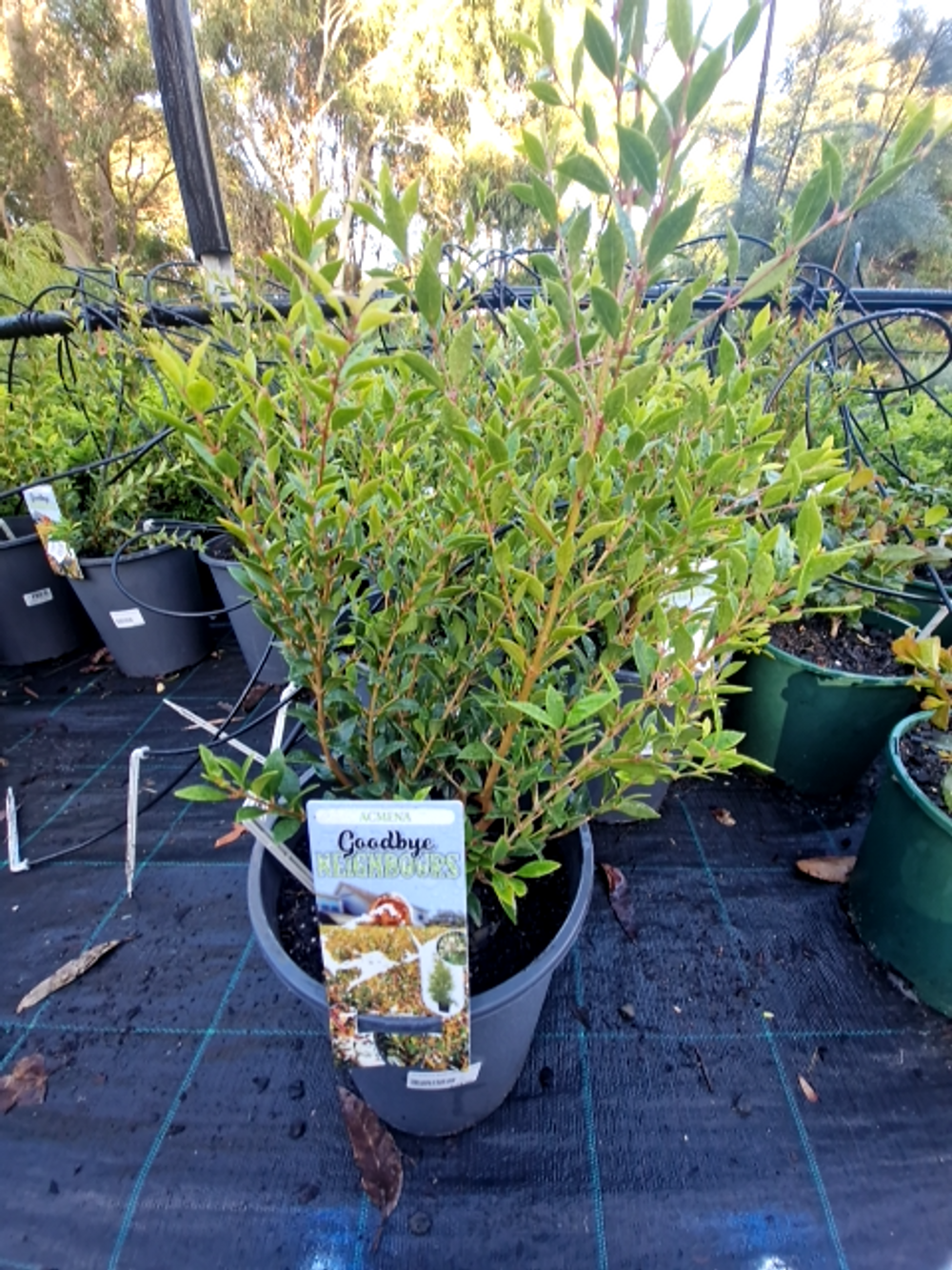 ACMENA SMITHII GOODBYE NEIGHBOURS (20CM)