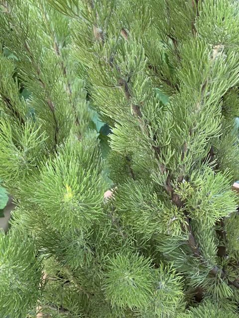 Adenanthos sericeus Silver Streak (14cm)