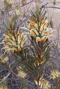 Adenanthos detmoldii Scott River jugflower (14cm)