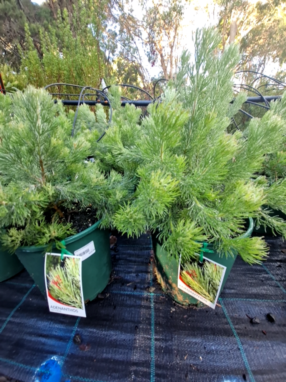ADENANTHOS SERICEUS ALBANY WOOLLYBUSH (20CM)