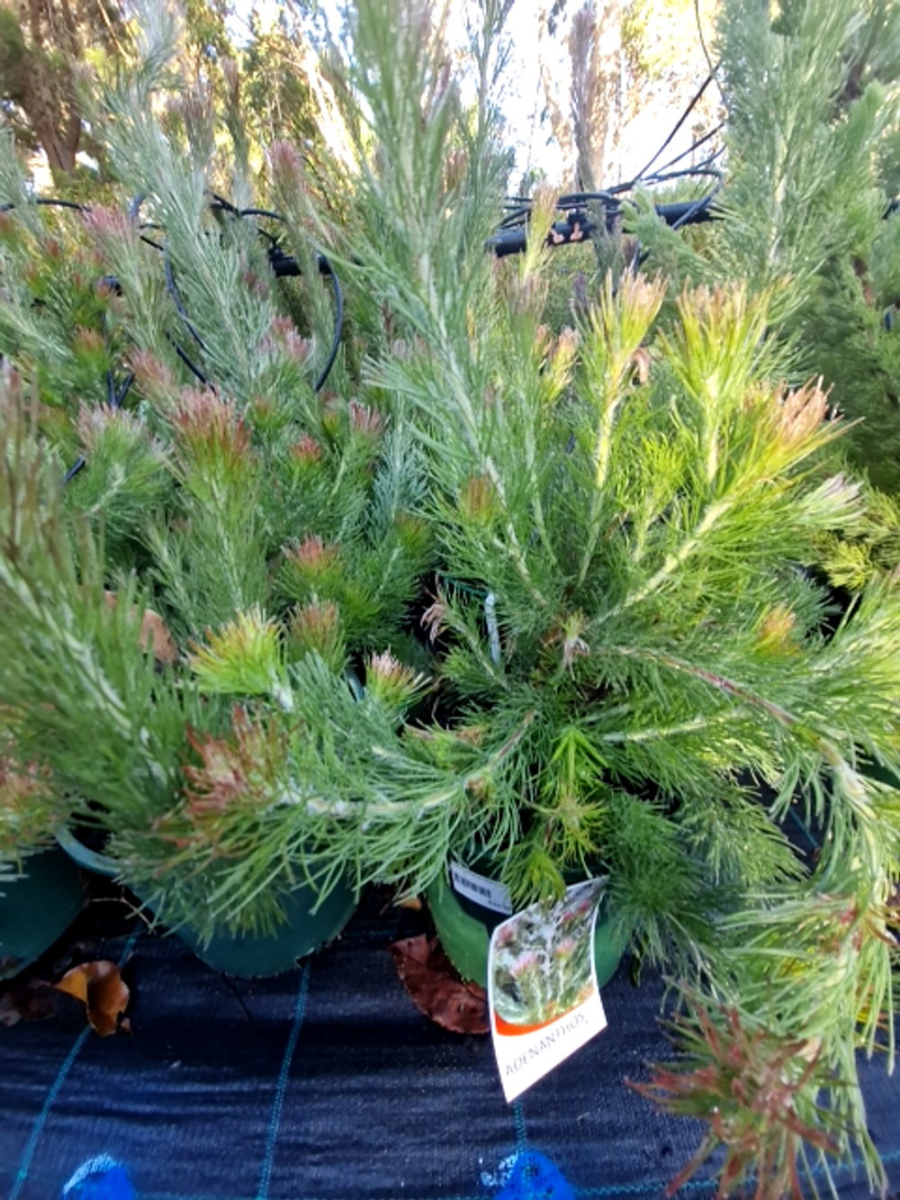 ADENANTHOS SERICEUS BRONZE GLOW (20CM)