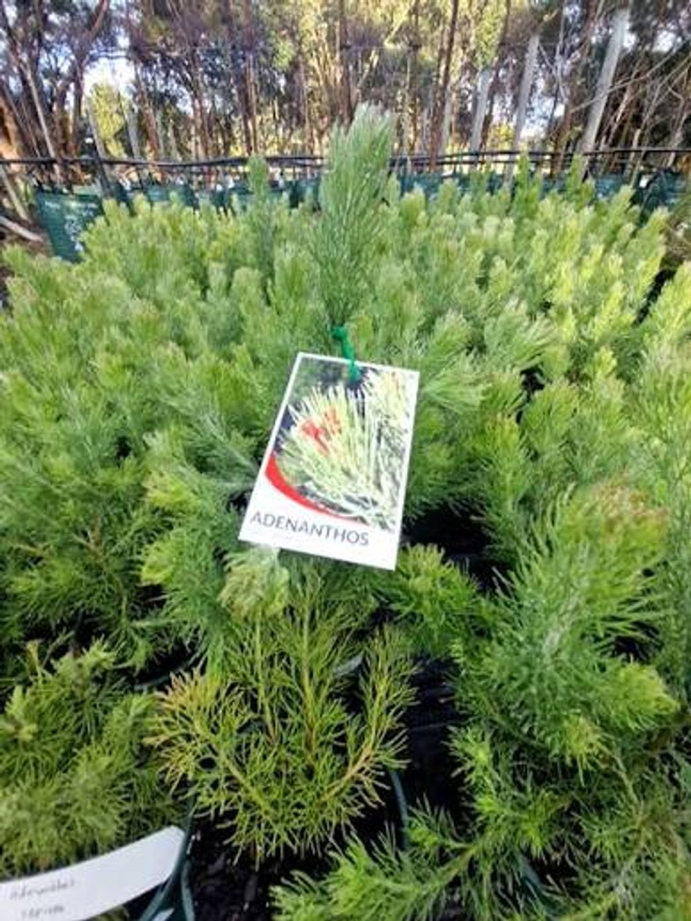 Adenanthos sericeus Dwarf Albany Woolly Bush (14cm)