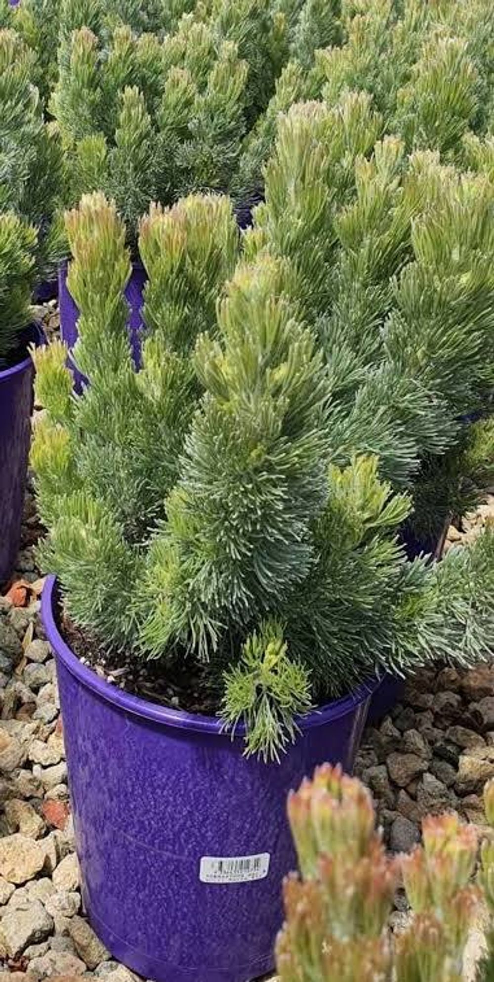 Adenanthos sericeus Pencil Perfect (20cm)