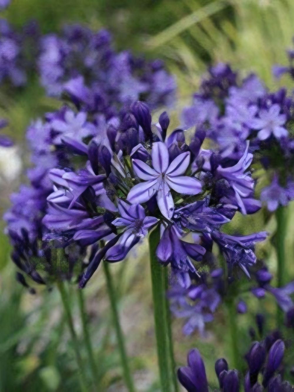 Agapanthus Sugar Plum PBR (14cm)