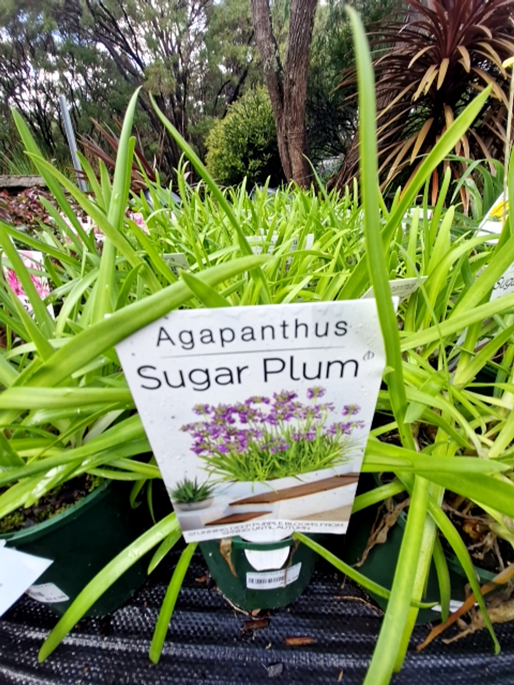 AGAPANTHUS SUGAR PLUM (14CM)