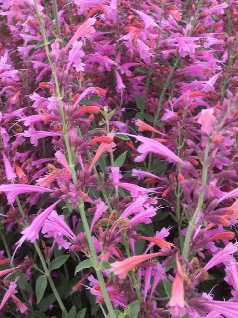 Agastache mexicana Forever Summer Berry (14cm)